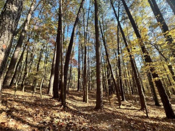 Autumn leaves in the Triangle 